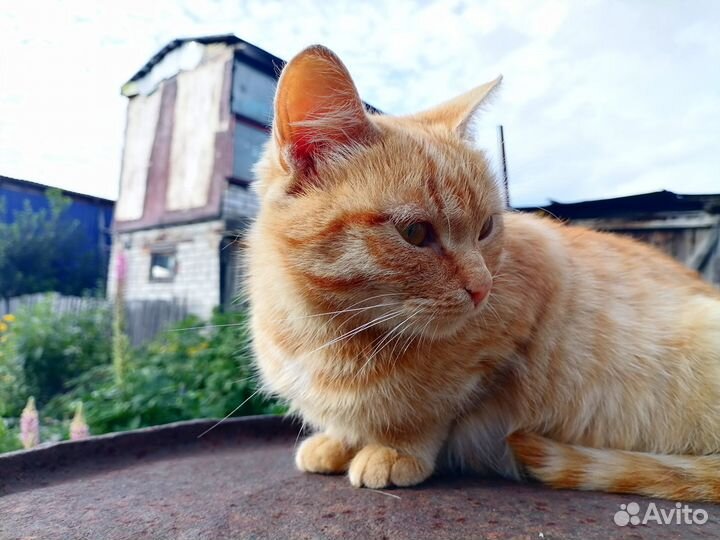 Кошечка в добрые руки