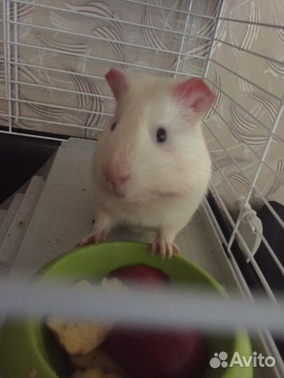 Отдам морскую свинку бесплатно
