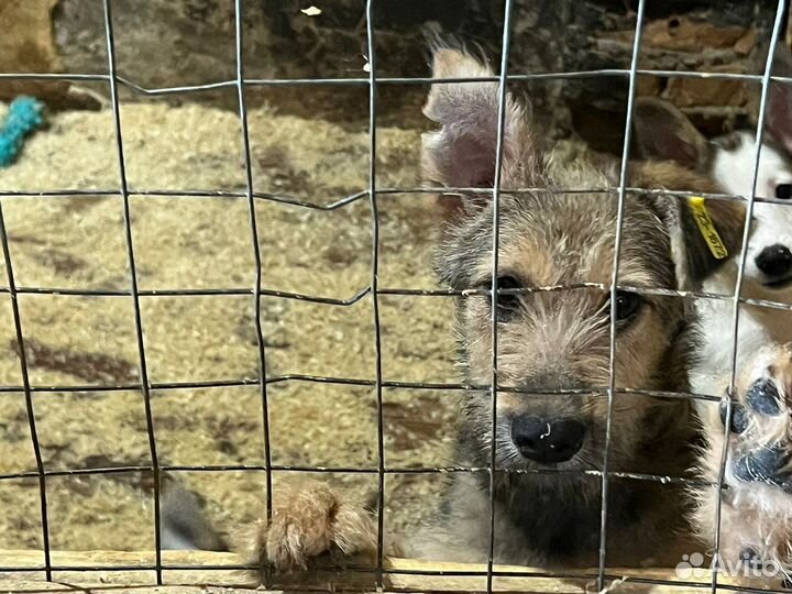 Отдам бесплатно