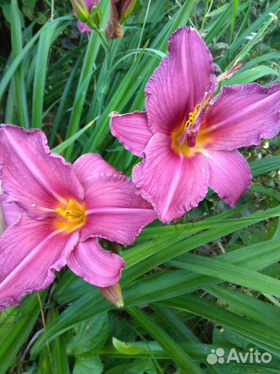 Лилейники и многолетние цветы