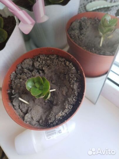 Каланхоэ цветущий