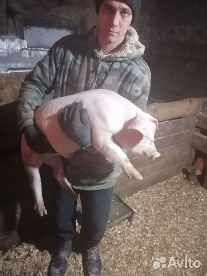 Дюрок магнус