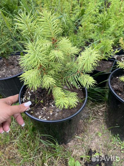 Сосна Веймутова Псевдотсуга голубая