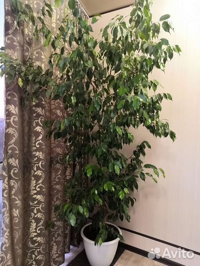 Фикус бенджамина большой