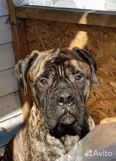 Щенки бульмастифа