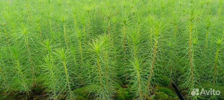 Сосна Обыкновенная/Pinus sylvestris