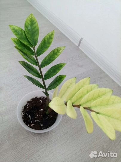 Замиокулькас Вариегатный Акебоно