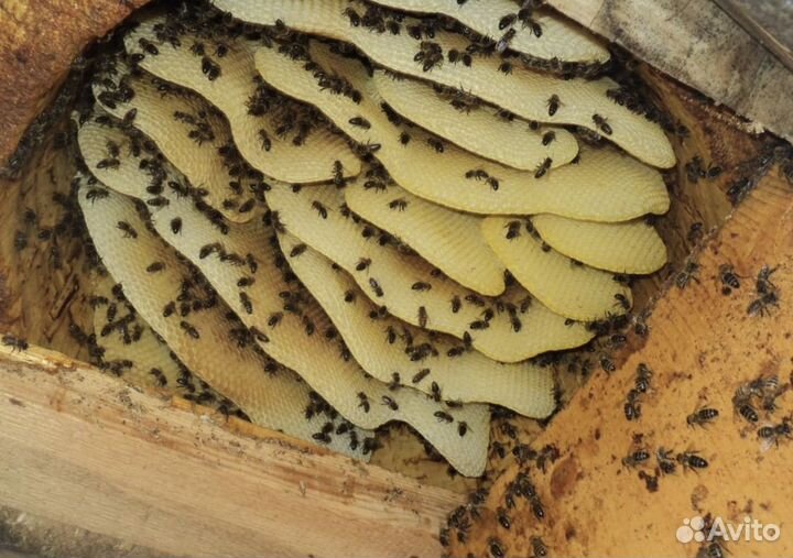 Дикий Бортевой мёд