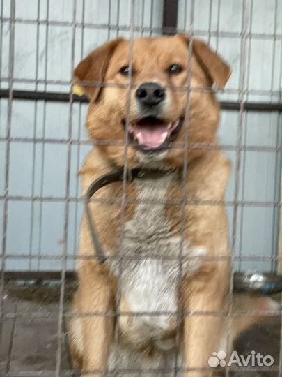 Крупная Собака в добрые руки