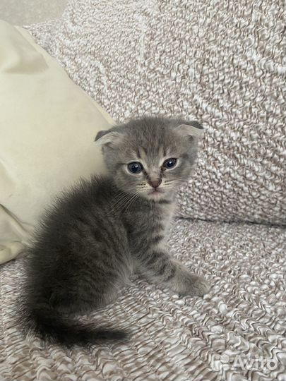 Шотландская вислоухая