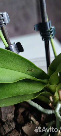 Орхидеи фаленопсис