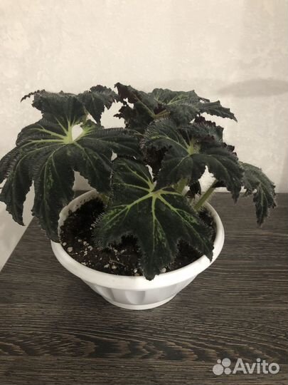 Продам бегонию