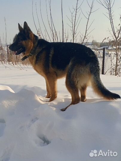 Вязка кобель