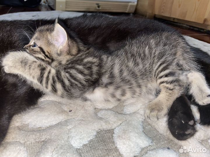 Котенок в добрые руки