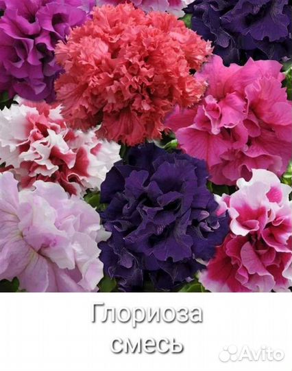 Семена петунии