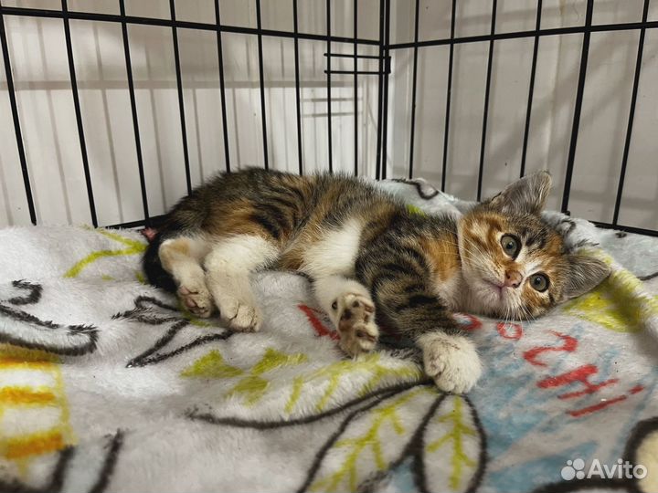 Трехцветный котенок девочка