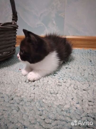 Котята. Феликс 3 шт