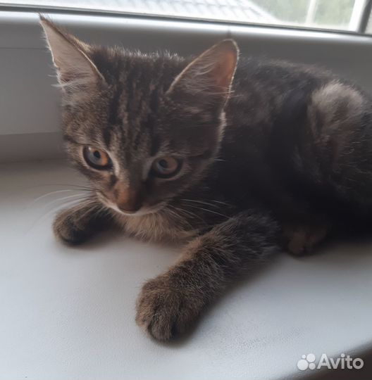 Отдам в добрые руки котика