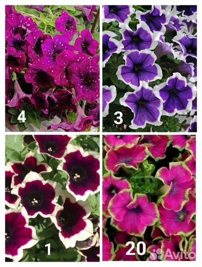 Петуния вегетативная