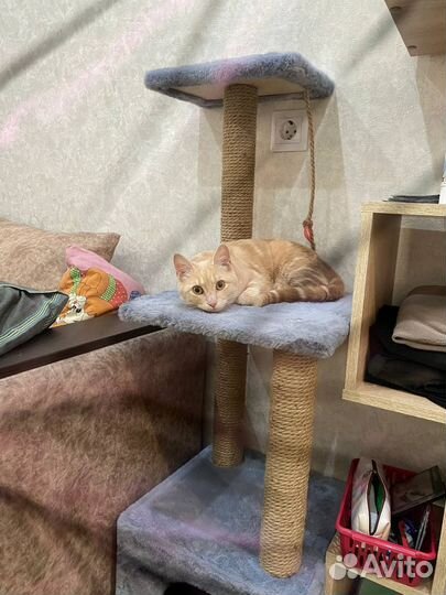 Потерялась кошка Район энка, Красная Площадь