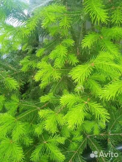 Запарки. Молодые побеги пихта, кедр