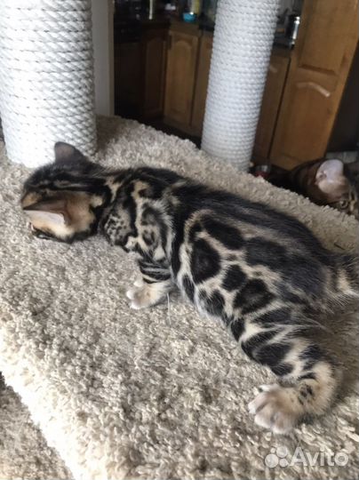 Бенгальская