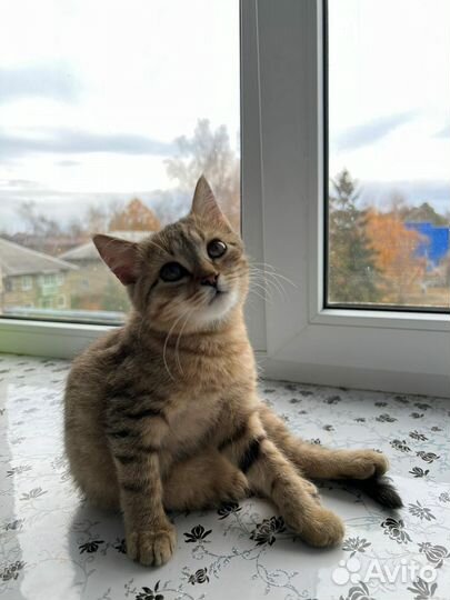 Котик Леопольд