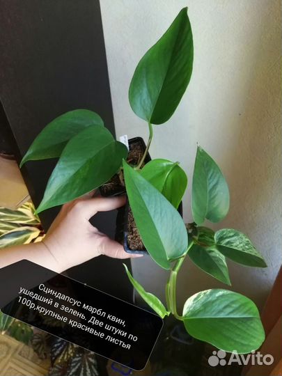 Комнатные растения часть 2