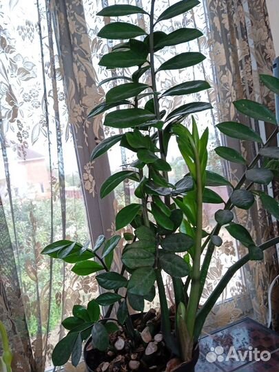 Замиокулькас,фикусы