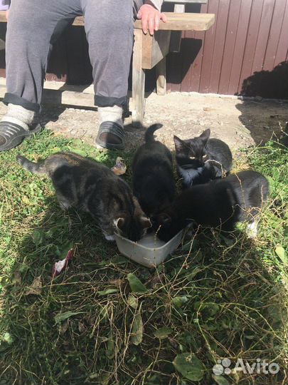Котята отдам в добрые руки бесплатно