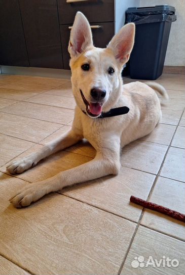 Собака в добрые руки