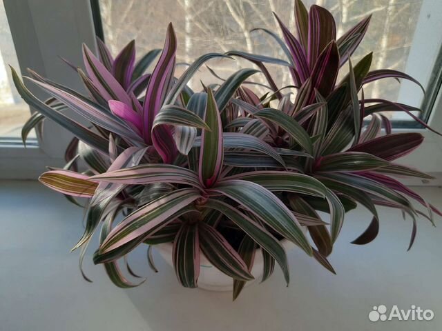 Рэо (традесканция)