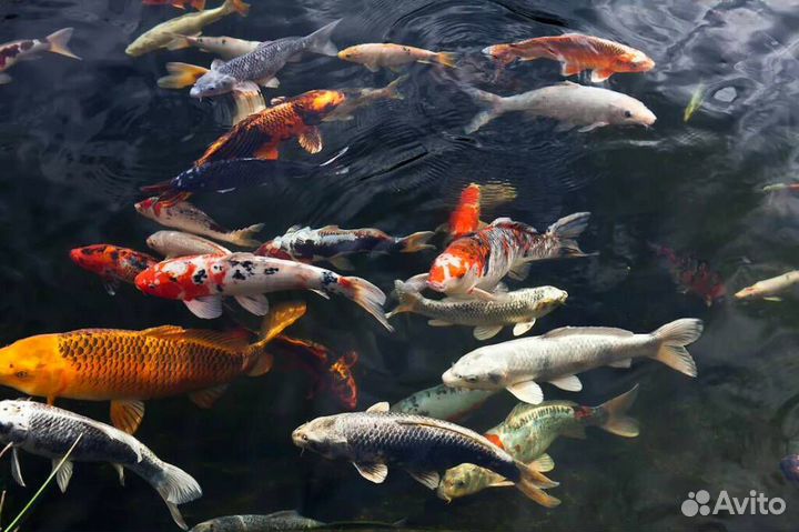 Карпы кои вуаль ассорти