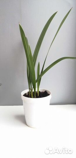 Финиковая пальма