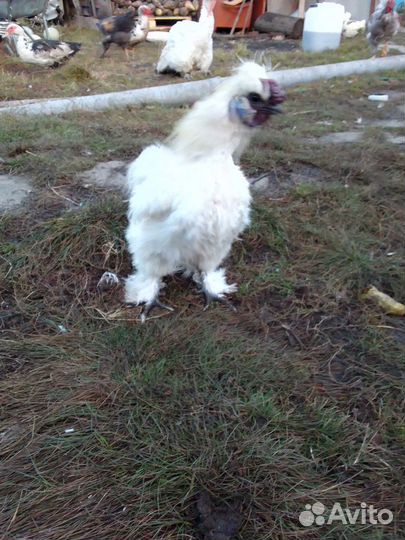 Петух китайский шелковый