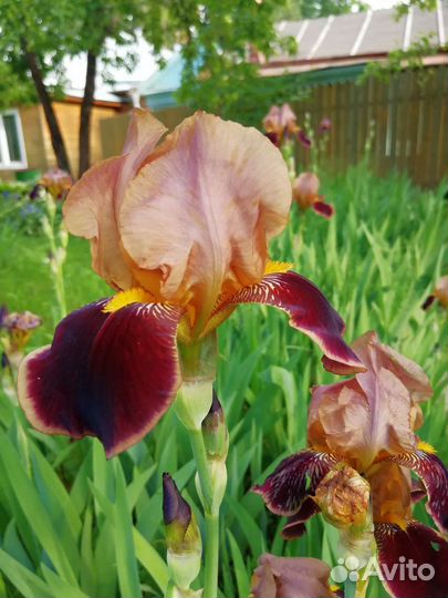 Ирис бородатый