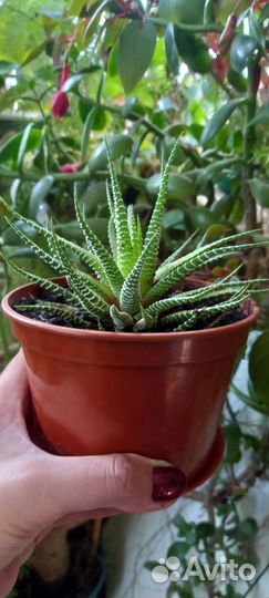 Суккуленты