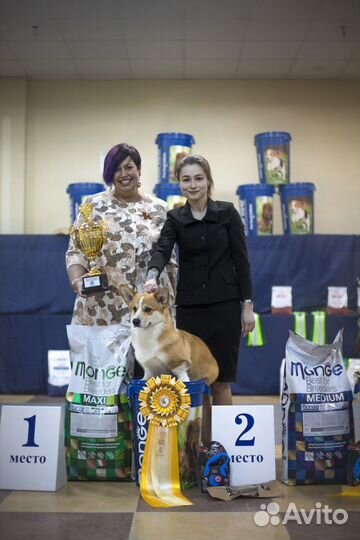 Профессиональный хендлер, подготовка к выставкам