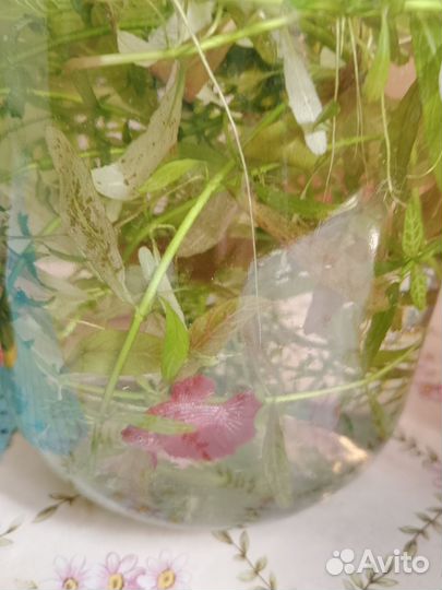 Рыбка петушок