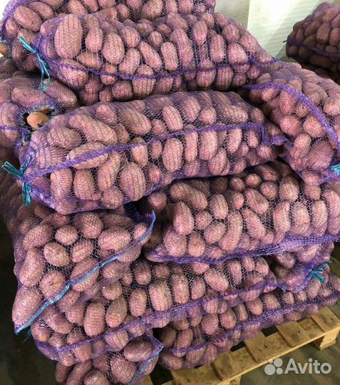 Картофель оптом