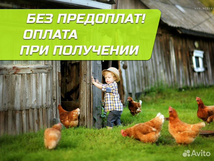 Кура несушка