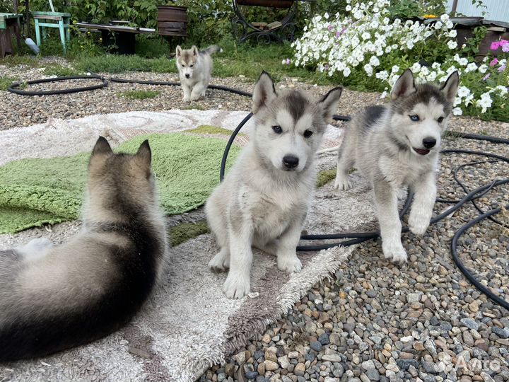Щенки сибирской хаски 3 девочки 1 мальчик