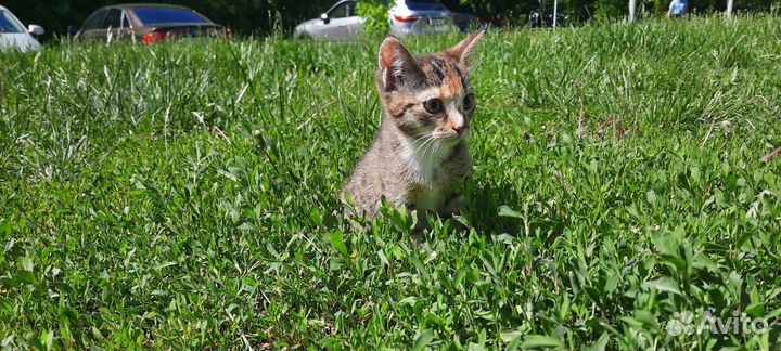 Отдадим бессплатно в добрые руки