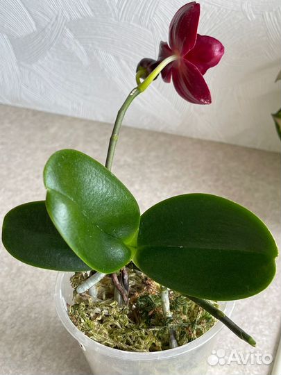 Phal. Haur Jih Fancy бабочка, детка