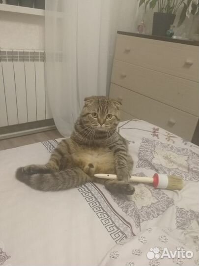 Вислоухий кот для случки