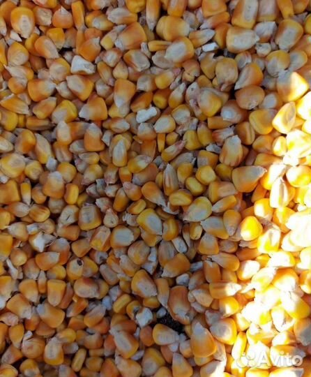 Семечко, Кормовой горох на корм/посев