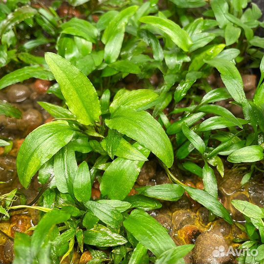 Аквариумное растение