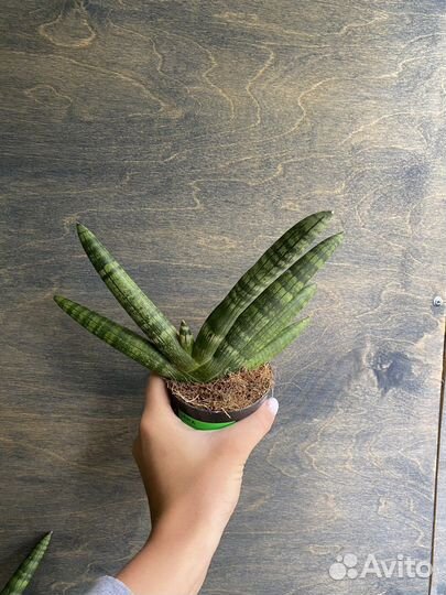 Сансевиерия цилиндрическая