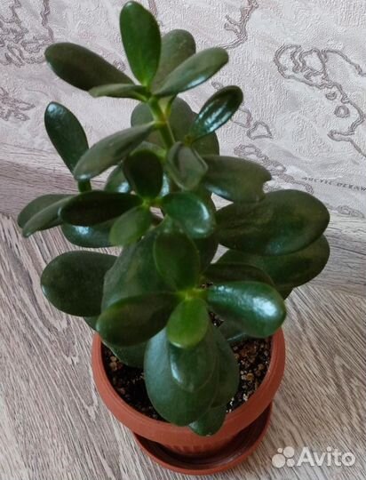Крассула, толстянка, денежное дерево