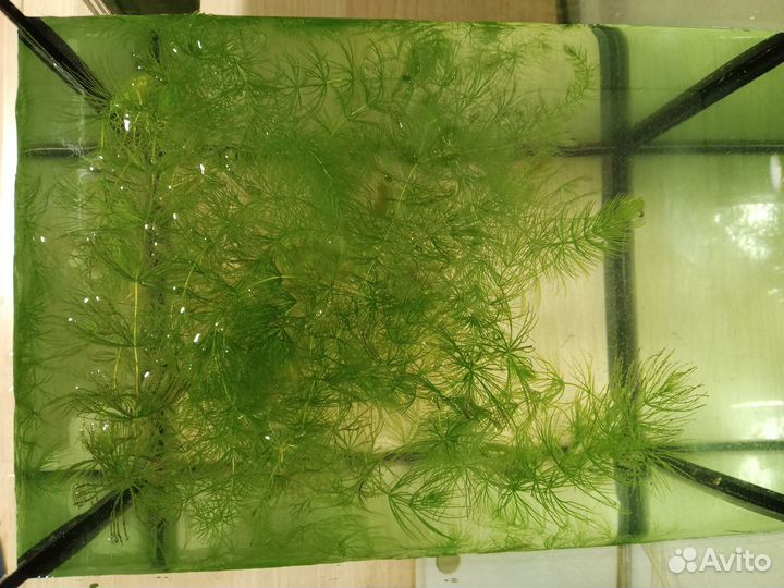 Водоросли для аквариума